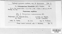 Coleosporium tussilaginis image